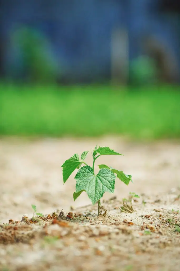 A close-up of a young plant sapling thriving in an earthy environment.